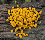 Bait Barrels - Sweetcorn