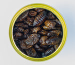 Silkworms / Seidenraupen
